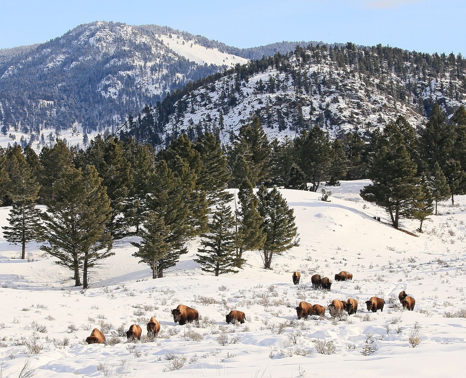 Bison move through a snowy meadow